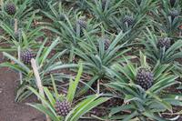 Sao Miguel - Ananasplantage