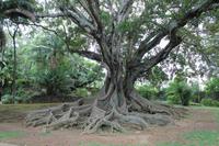 Sao Miguel: Botanischer Garten von Ponta Delgada - 200 Jahre alter Gummibaum