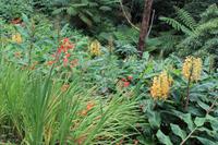 Sao Miguel: Spaziergang zur Caldeira Velha 