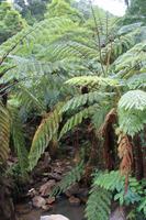 Sao Miguel: Spaziergang zur Caldeira Velha - Baumfarne