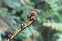 Sao Miguel: Caldeira Velha - Baumfarne