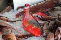 Sao Miguel: Ponta Delgada - Markthalle - Papageifisch