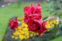 Terceira: Angra do Heroismo - im Jardim Publico