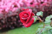 Terceira: Angra do Heroismo - im Jardim Publico