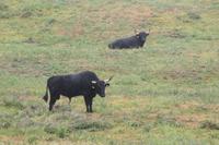 Terceira: Stiere für den Stierkampf