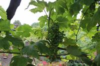 Terceira: Biscoitos Weinmuseum 