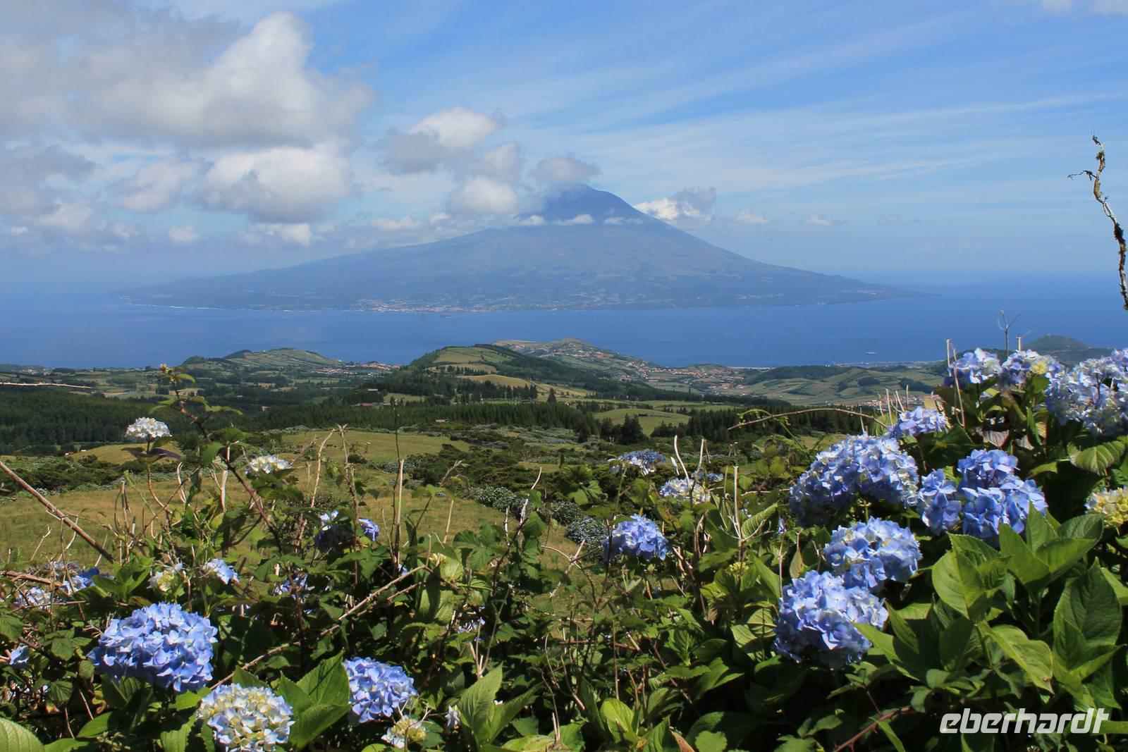 Faial: Krater Caldeira - Blick zum Pico, Hortensienblüte