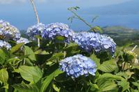 Faial: Hortensienblüte