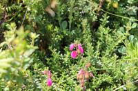 Faial: Azoreanische Glockenheide