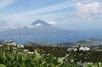 Faial: Krater Caldeira - Blick zum Pico, Hortensienblüte