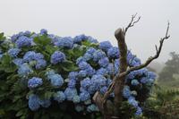 Pico: Hortensienblüte