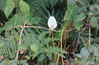 Faial: Küstenwanderung - wilde Calla