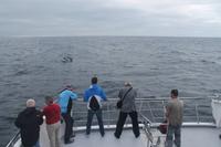 Sao Miguel: Walbeobachtung - Delfine