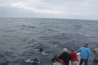 Sao Miguel: Walbeobachtung - Delfine