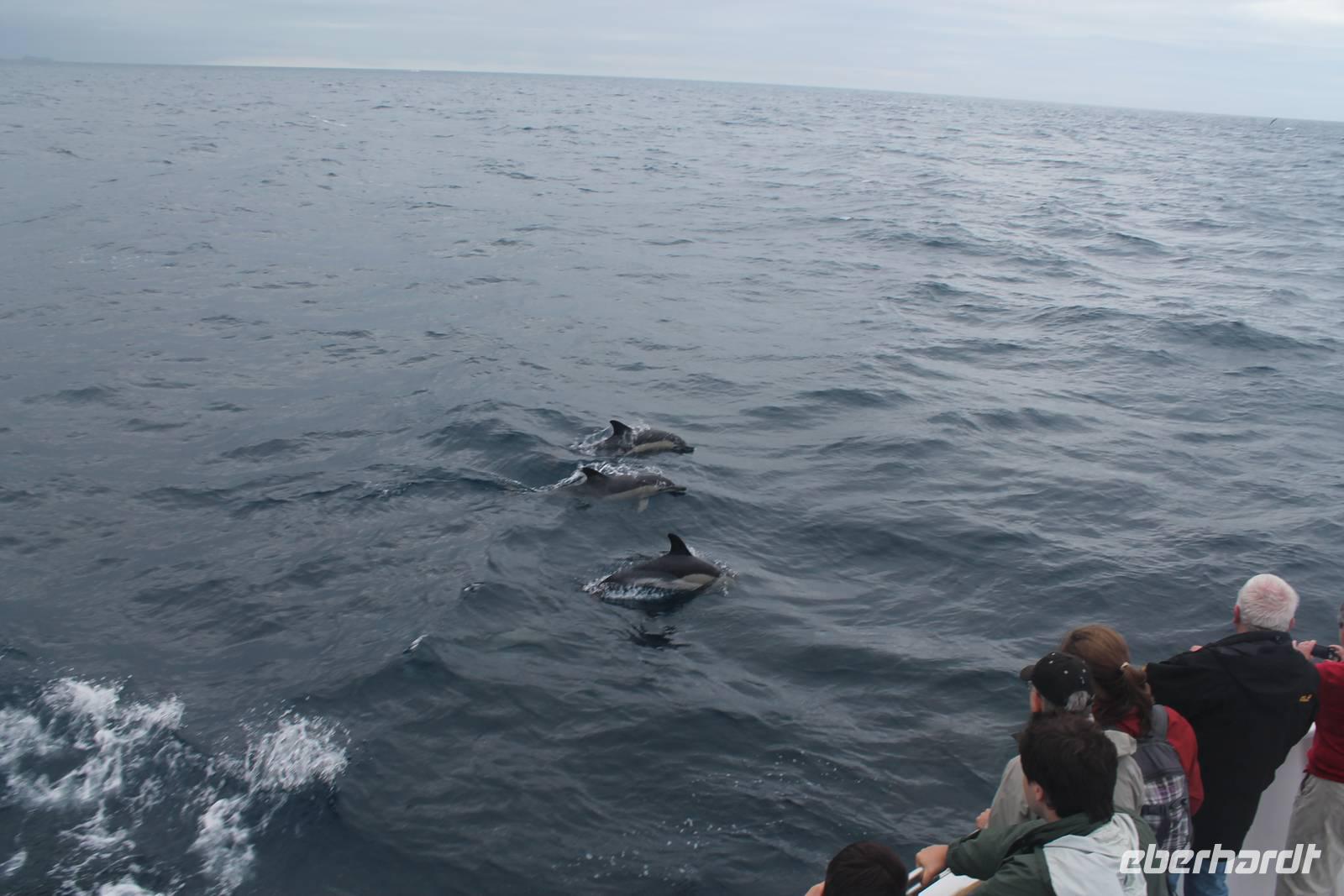 Sao Miguel: Walbeobachtung - Delfine