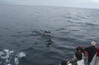 Sao Miguel: Walbeobachtung - Delfine