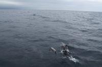 Sao Miguel: Walbeobachtung - Delfine