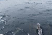 Sao Miguel: Walbeobachtung - Delfine