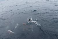 Sao Miguel: Walbeobachtung - Delfine