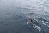 Sao Miguel: Walbeobachtung - Delfine