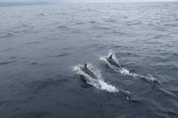 Sao Miguel: Walbeobachtung - Delfine