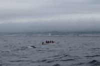 Sao Miguel: Walbeobachtung - springender Delfin