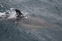 Sao Miguel: Walbeobachtung - Delfine