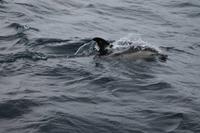 Sao Miguel: Walbeobachtung - Delfine