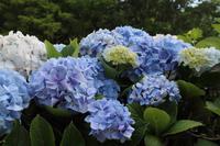 Sao Miguel: Hortensienblüte