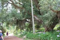 Sao Miguel: Furnas - Park Terra Nostra