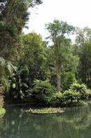 Sao Miguel: Furnas - Park Terra Nostra