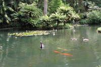 Sao Miguel: Furnas - Park Terra Nostra