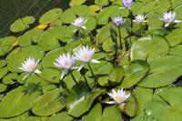 Sao Miguel: Furnas - Park Terra Nostra