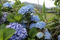 Sao Miguel: Hortensienblüte