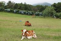 Sao Miguel: Spaziergang entlang des Lagoa Azul