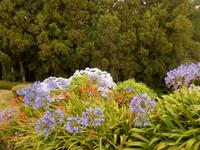 Azoren August 2014 030