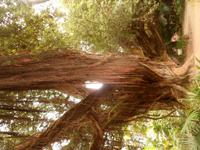 Azoren August 2014 070