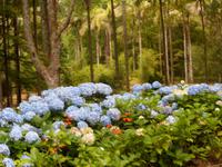 Azoren August 2014 086