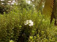 Azoren August 2014 096