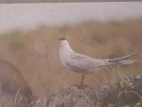 Azoren August 2014 144