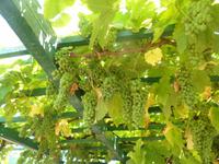 Azoren August 2014 385