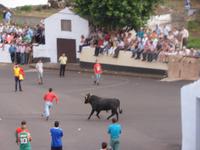Azoren August 2014 454/ Stierspektakel