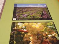 Azoren August 2014 525