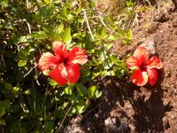 Azoren August 2014 556