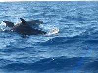 Azoren August 2014 576