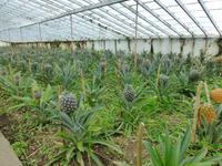 Arruda-Ananasplantage