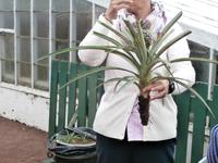 Ananas Plantage