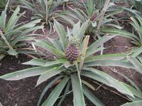 Ananas Plantage