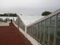 Ananasfarm