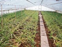 Ananasfarm